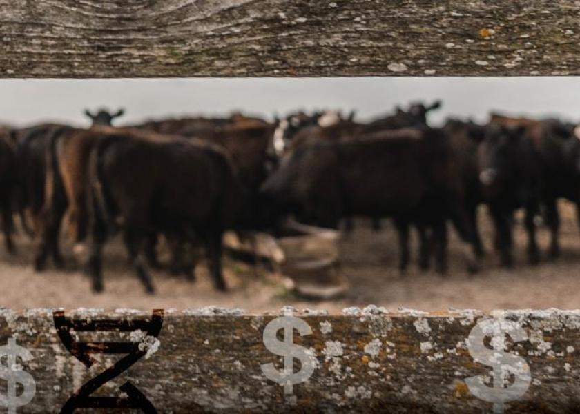 Merit Pricing Revolutionizing Feeder Cattle Value Drovers